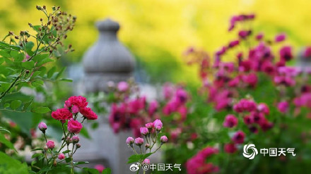 在北京街头邂逅浪漫蔷薇