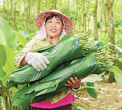 林下种粽叶，一年卖出600万片