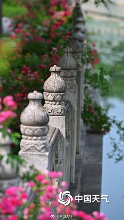 在北京街头邂逅浪漫蔷薇