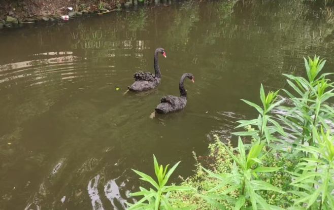 海宁这里两只“网红”黑天鹅不见了?民警“寻鹅记”…… 海宁这里两只“网红”黑天鹅不见了?民警“寻鹅记”……