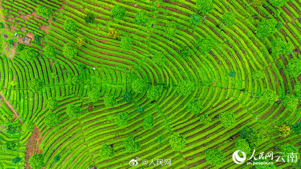 壮观!云南千亩茶园犹如大地指纹 壮观!云南千亩茶园犹如大地指纹