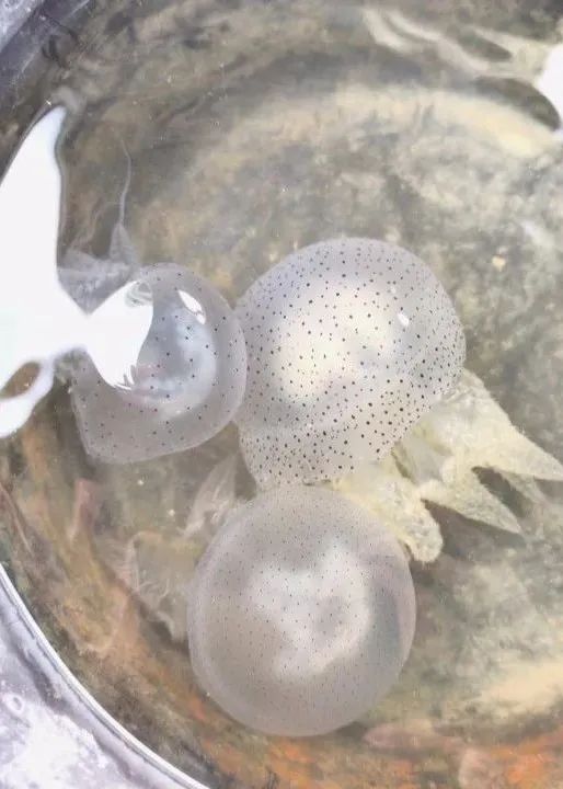 有毒性！在海边看到，立即远离、千万别碰
