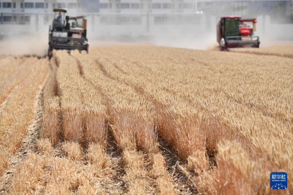 陕西夏粮机收作业陆续展开 陕西夏粮机收作业陆续展开