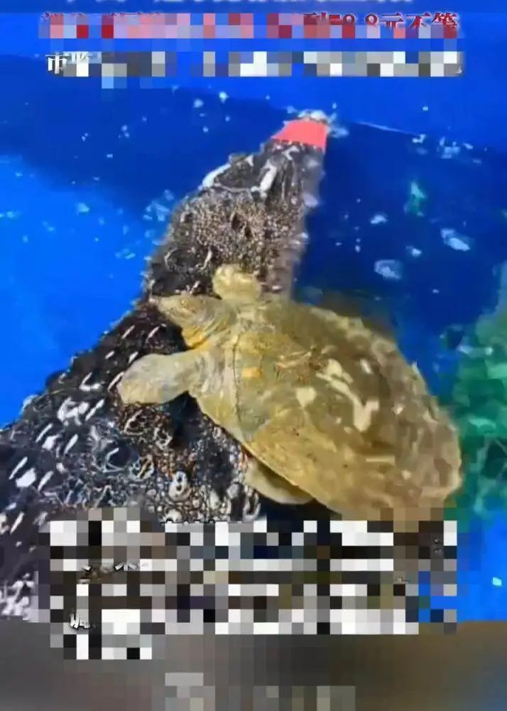 广州一超市卖活鳄鱼？市场监管：绑好可售