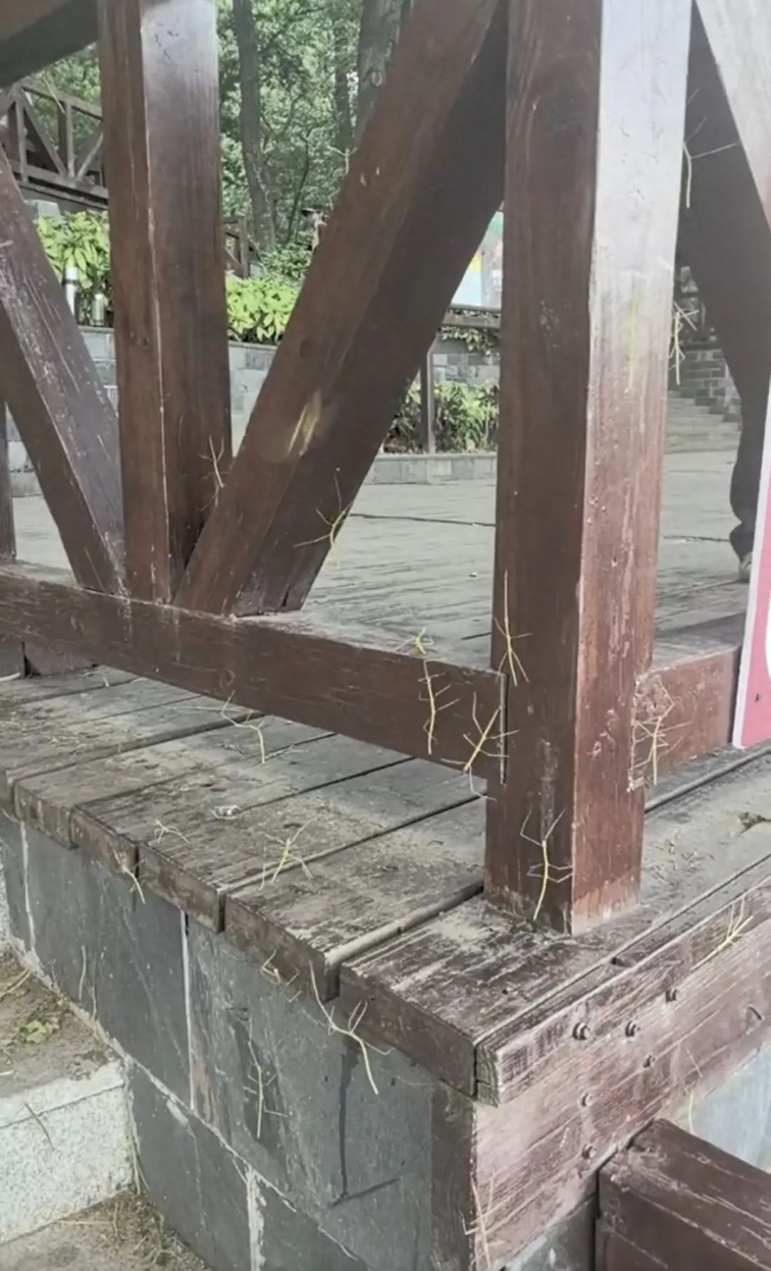 南京一国家级森林公园内出现大量竹节虫!公园回应:无害,体现生态环境好 南京一国家级森林公园内出现大量竹节虫!公园回应:无害,体现生态环境好