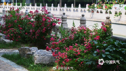 在北京街头邂逅浪漫蔷薇