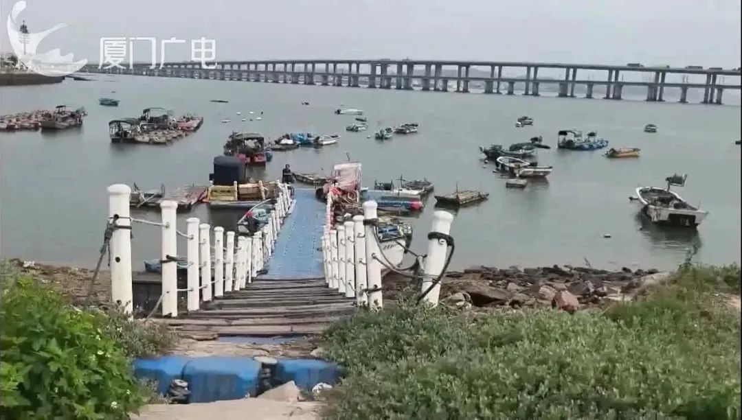 有毒性！在海边看到，立即远离、千万别碰