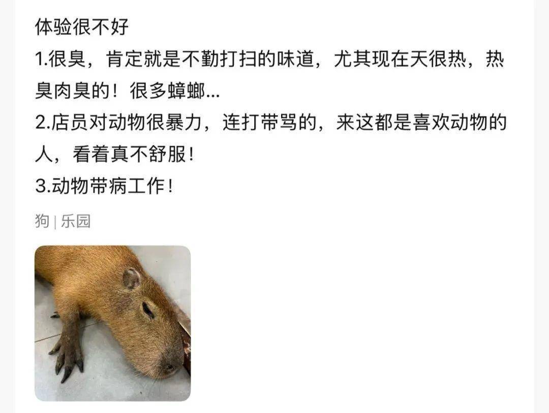 卡皮巴拉、羊驼入驻商场,背后暗藏哪些隐患? 卡皮巴拉、羊驼入驻商场,背后暗藏哪些隐患?