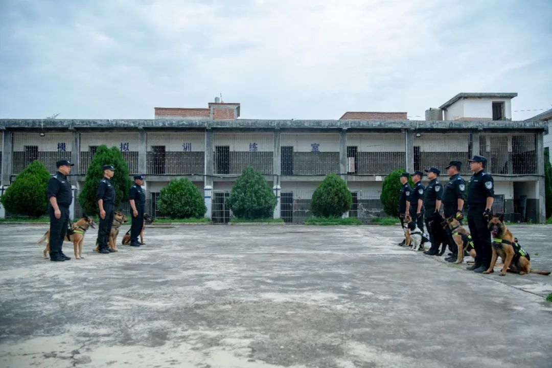 辛苦了，无言的战士！警犬退役撒娇训导员湿了眼眶