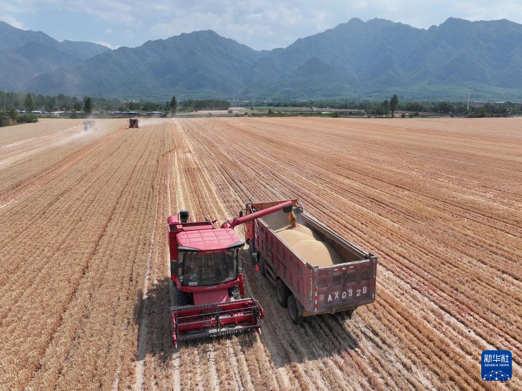 陕西夏粮机收作业陆续展开 陕西夏粮机收作业陆续展开