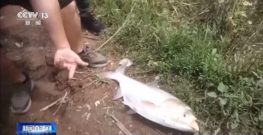 为钓大鱼操控无人艇进保护区!洞庭湖禁捕区怎么成了“垂钓场”? 为钓大鱼操控无人艇进保护区!洞庭湖禁捕区怎么成了“垂钓场”?