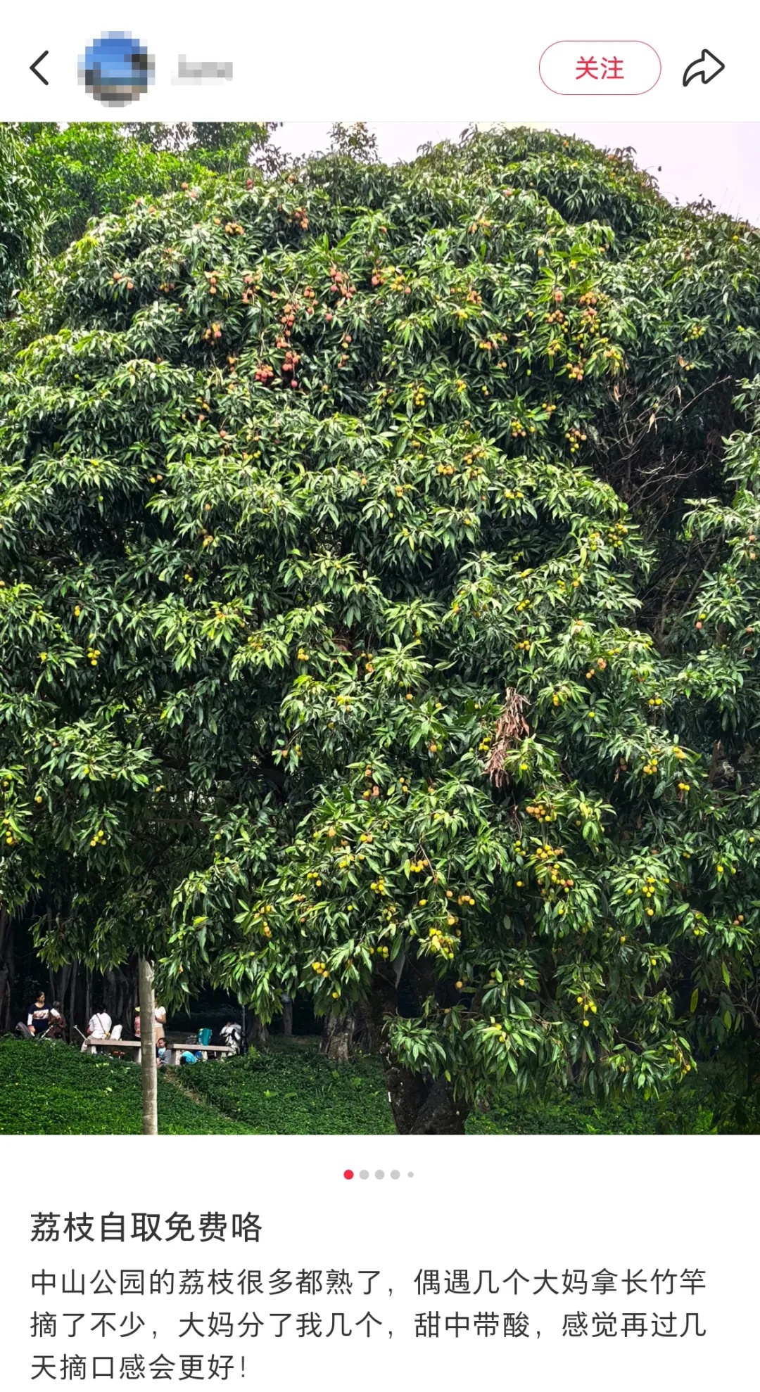 深圳公园里的荔枝免费摘?园方回应→ 深圳公园里的荔枝免费摘?园方回应→