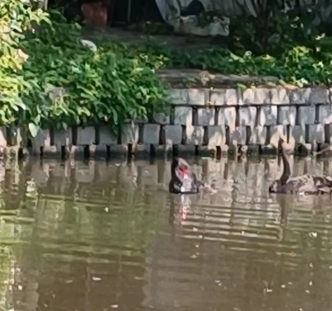 海宁这里两只“网红”黑天鹅不见了?民警“寻鹅记”…… 海宁这里两只“网红”黑天鹅不见了?民警“寻鹅记”……