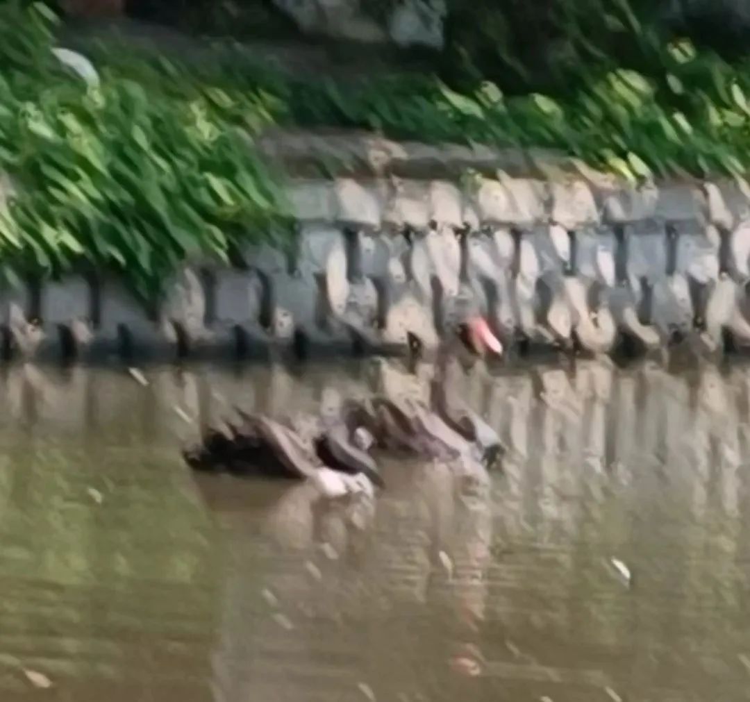 海宁这里两只“网红”黑天鹅不见了?民警“寻鹅记”…… 海宁这里两只“网红”黑天鹅不见了?民警“寻鹅记”……