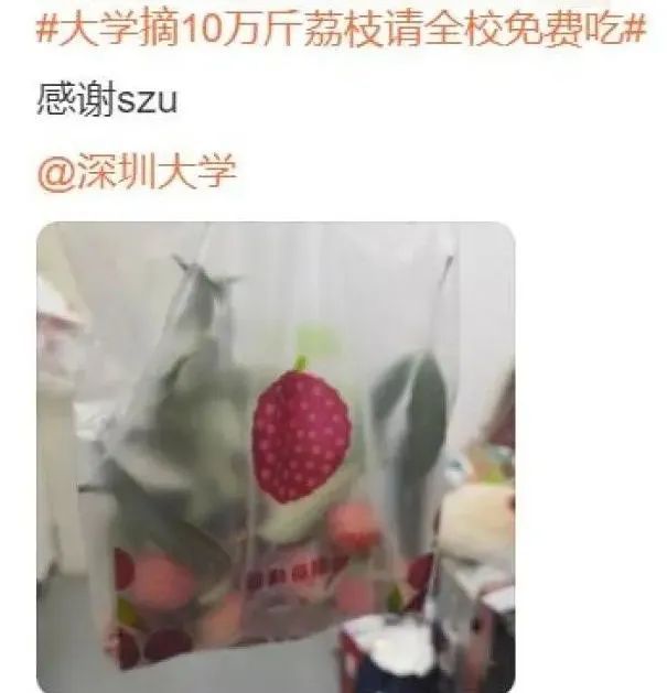 深圳公园里的荔枝免费摘?园方回应→ 深圳公园里的荔枝免费摘?园方回应→