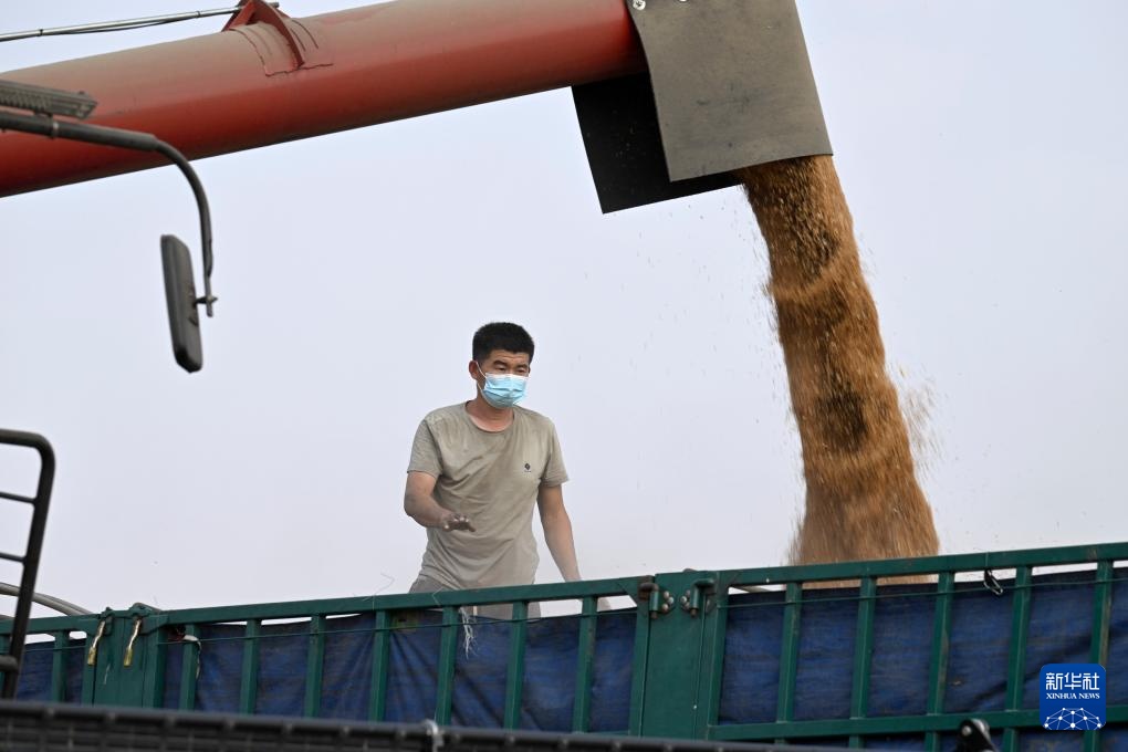 麦浪飘香收获忙 麦浪飘香收获忙