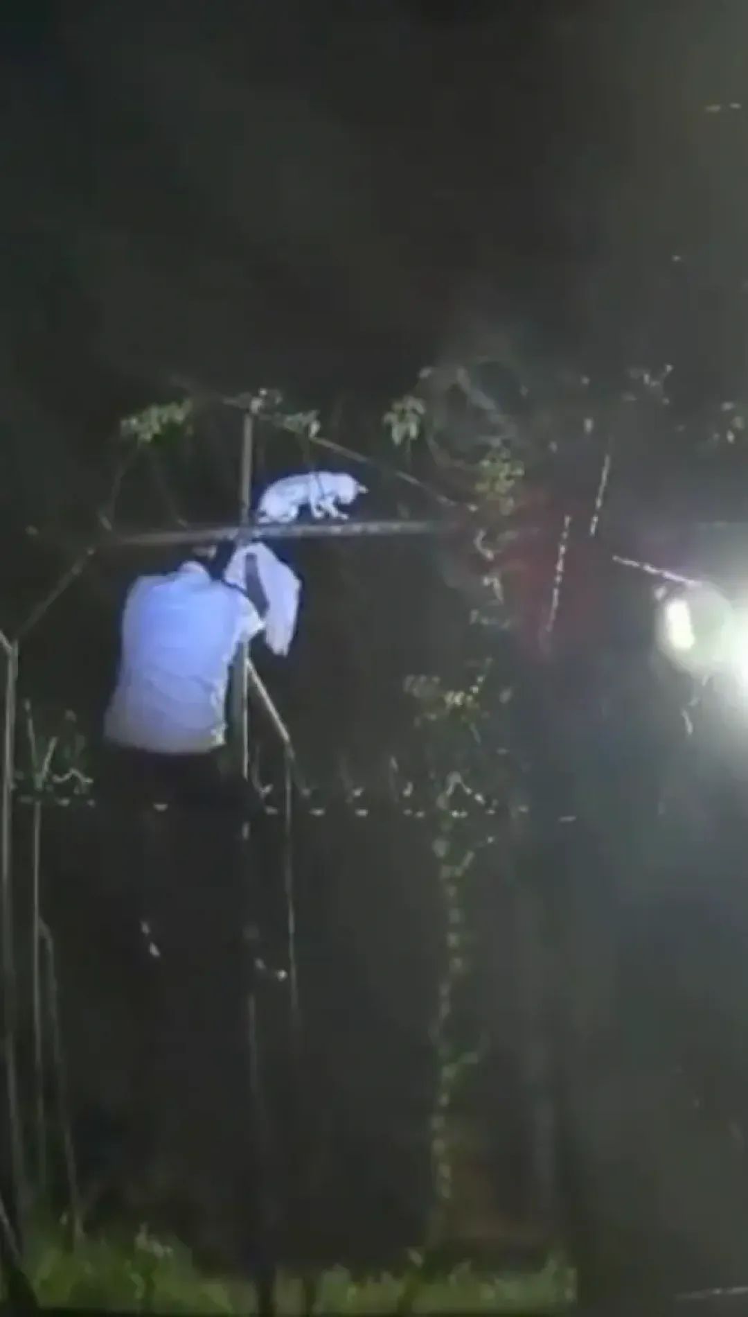 哥斯达黎加一只猫走私毒品,潜入监狱被抓 哥斯达黎加一只猫走私毒品,潜入监狱被抓