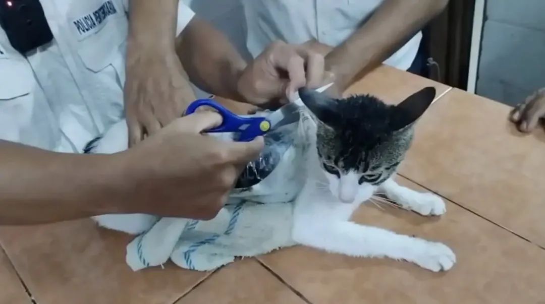 哥斯达黎加一只猫走私毒品,潜入监狱被抓 哥斯达黎加一只猫走私毒品,潜入监狱被抓