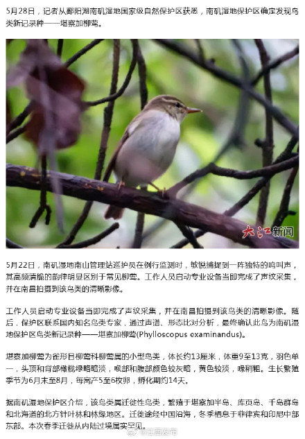 江西确定发现鸟类新记录种