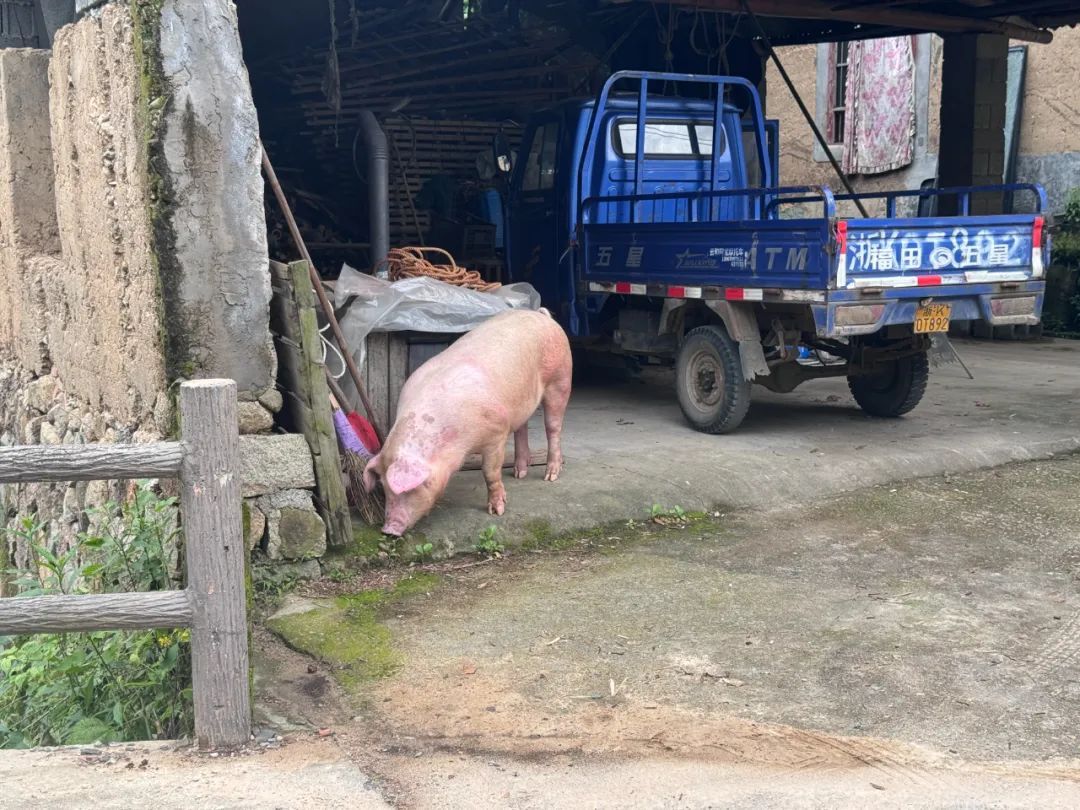 “二师兄”成功上岸了!