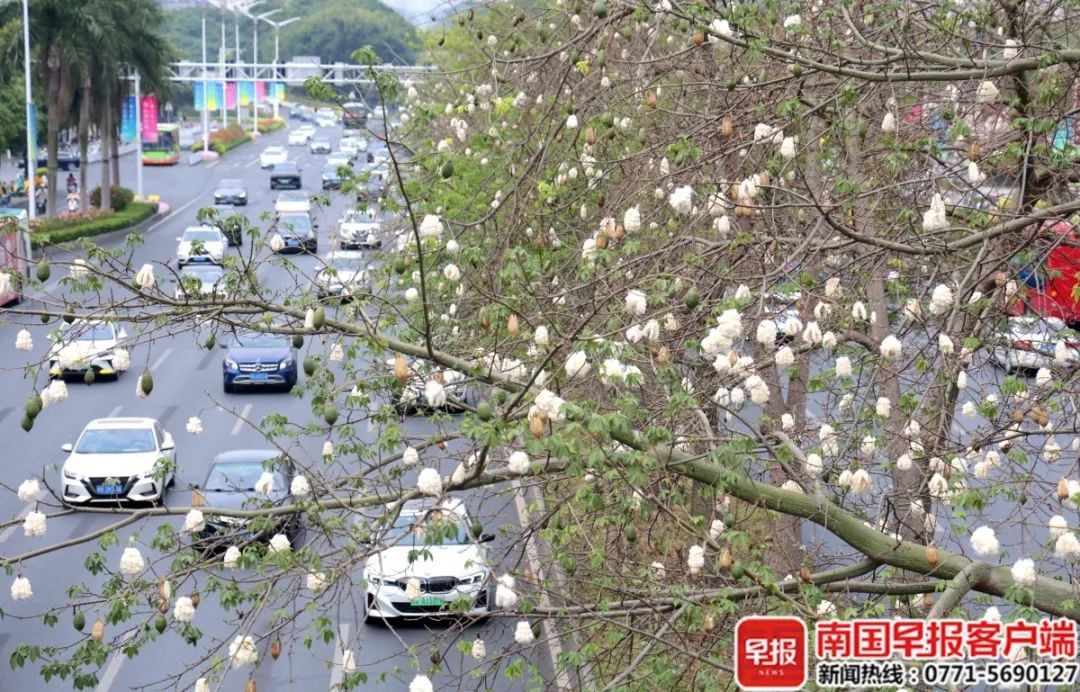 “南方特产”突然爆火,全国网友求邮寄……南宁网友:我有! “南方特产”突然爆火,全国网友求邮寄……南宁网友:我有!