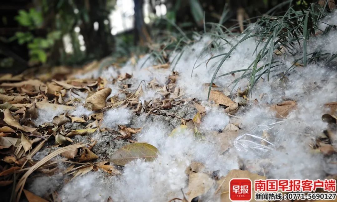 “南方特产”突然爆火,全国网友求邮寄……南宁网友:我有! “南方特产”突然爆火,全国网友求邮寄……南宁网友:我有!