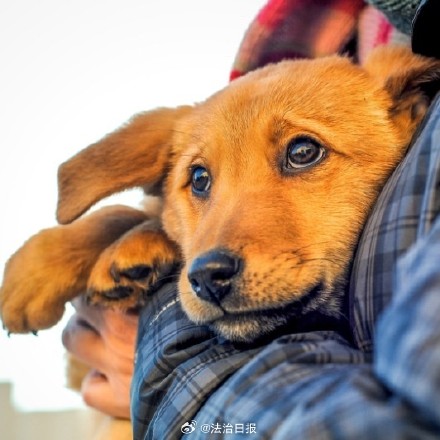 寻宠团队收近5000元定金没找到钱也不退