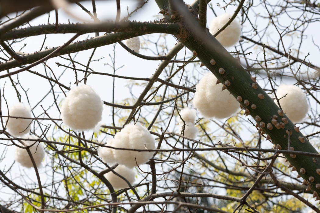 “广东特产”突然爆火,全国网友求邮寄 “广东特产”突然爆火,全国网友求邮寄