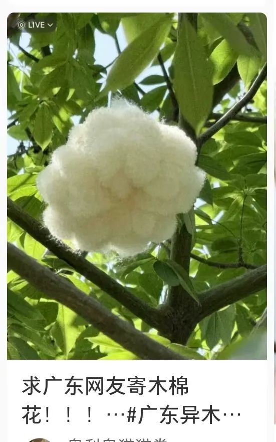 “南方特产”突然爆火,全国网友求邮寄……南宁网友:我有! “南方特产”突然爆火,全国网友求邮寄……南宁网友:我有!