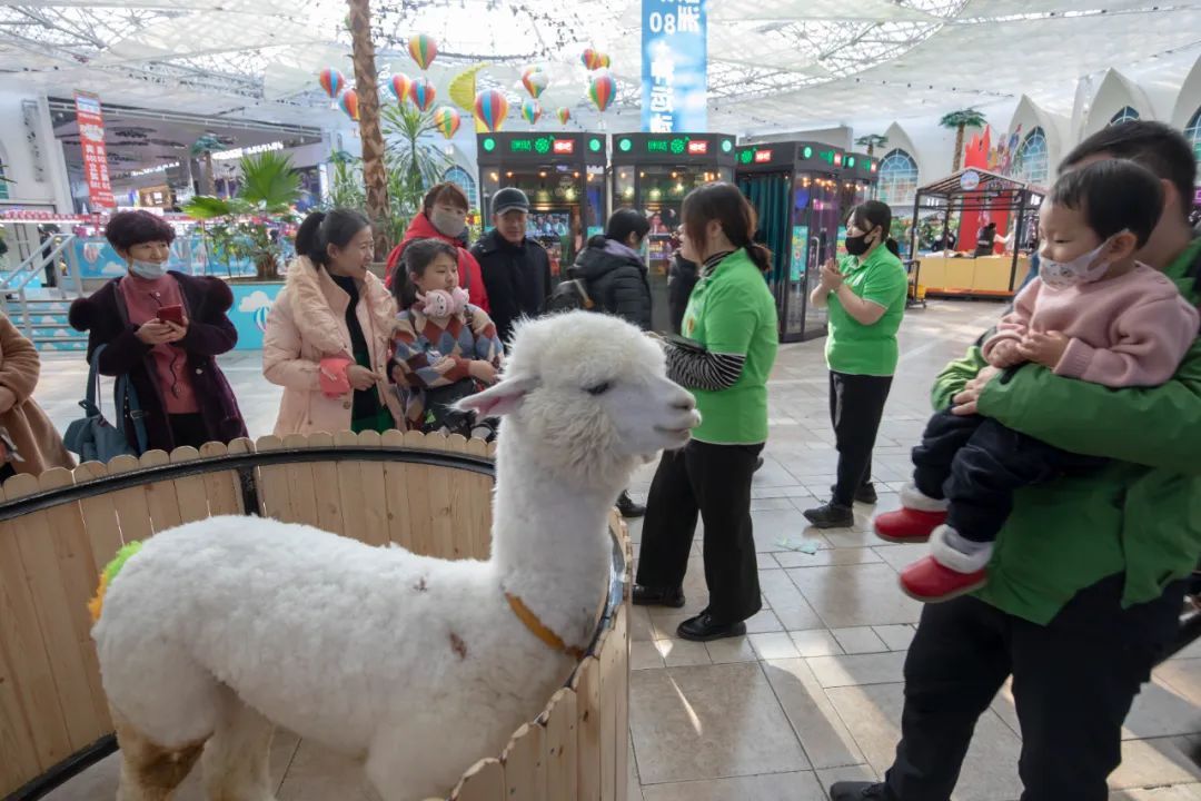 卡皮巴拉、羊驼入驻商场，背后暗藏哪些隐患？