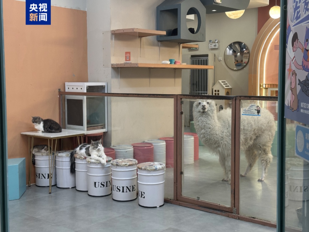 卡皮巴拉、羊驼入驻商场，背后暗藏哪些隐患？