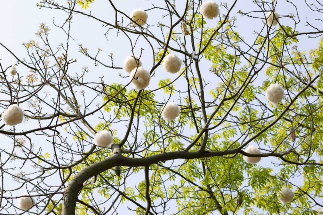 “广东特产”突然爆火,全国网友求邮寄 “广东特产”突然爆火,全国网友求邮寄