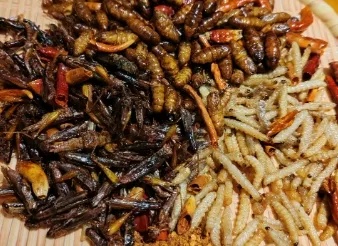 惊！女子捉了30只白蚁当菜吃！剧烈腹痛紧急送医……医生：补过头了