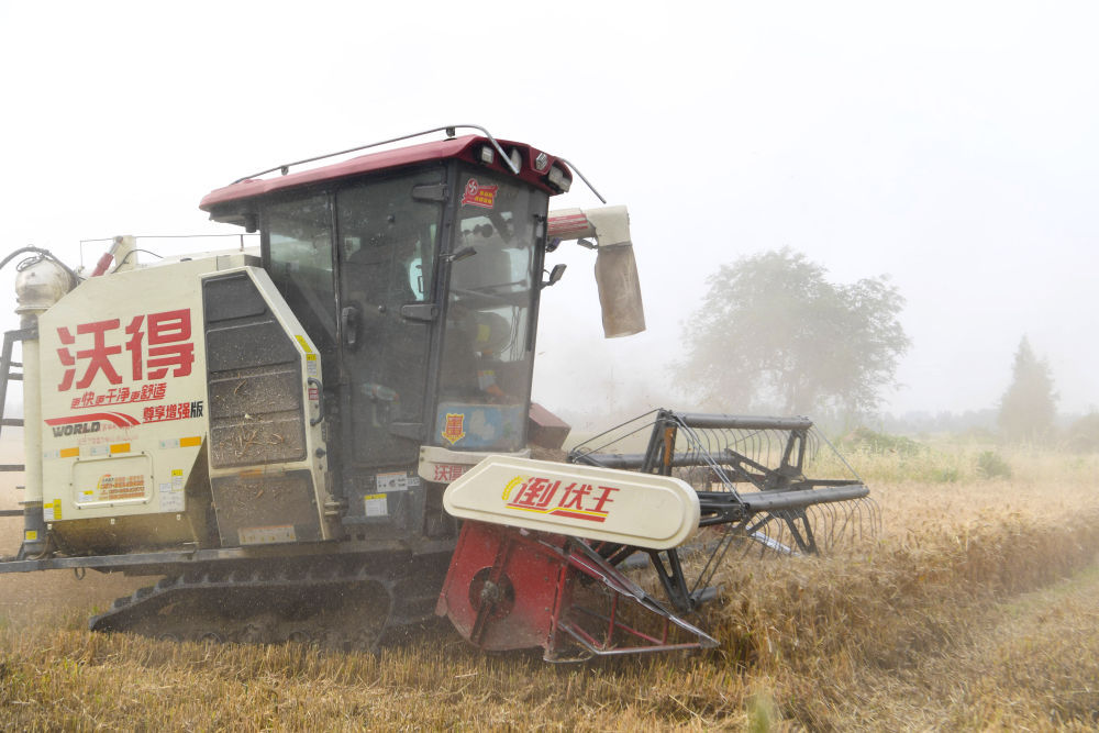 三夏麦收:弱筋小麦如何变得“强”起来 三夏麦收:弱筋小麦如何变得“强”起来