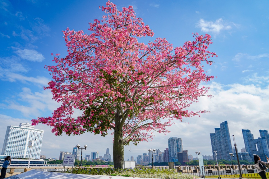 “广东特产”突然爆火,全国网友求邮寄 “广东特产”突然爆火,全国网友求邮寄