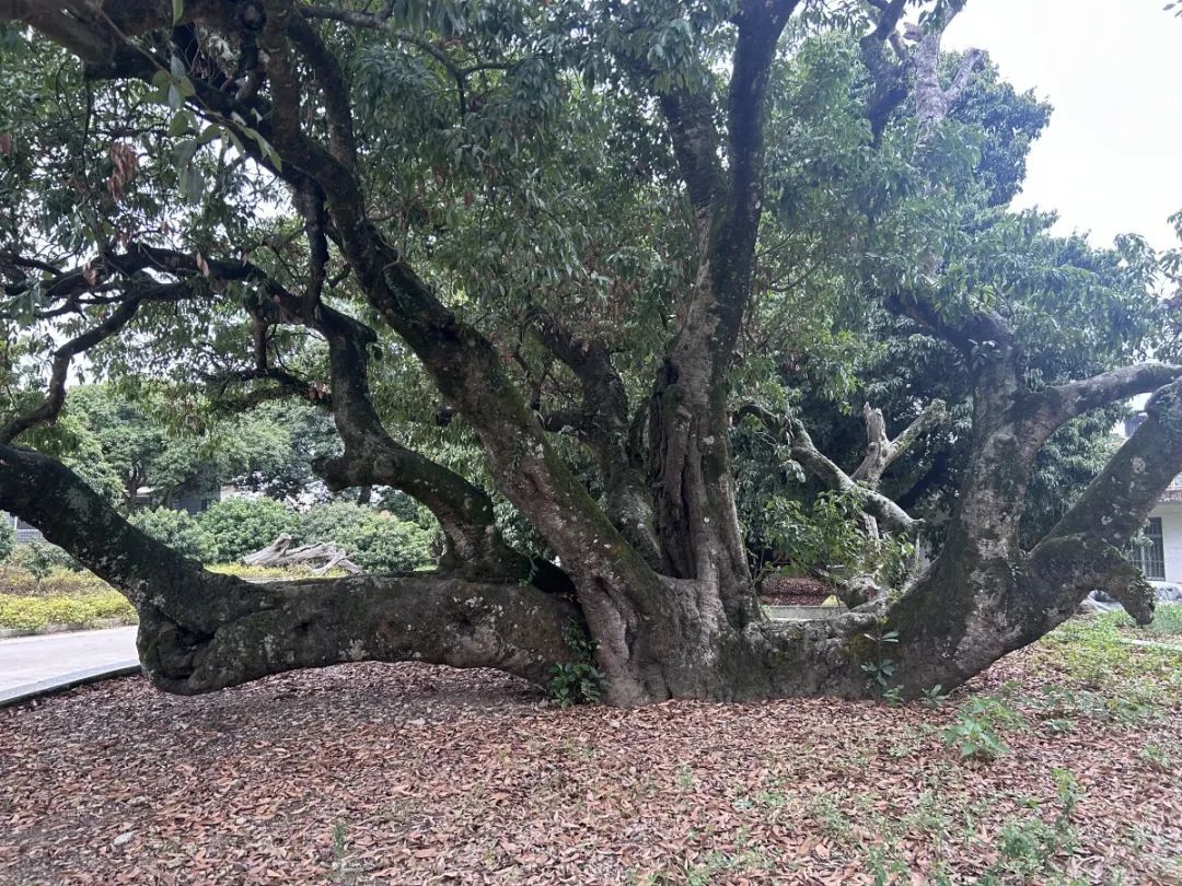花了1.3万元！山东小伙拍下广西一棵荔枝树的采摘权