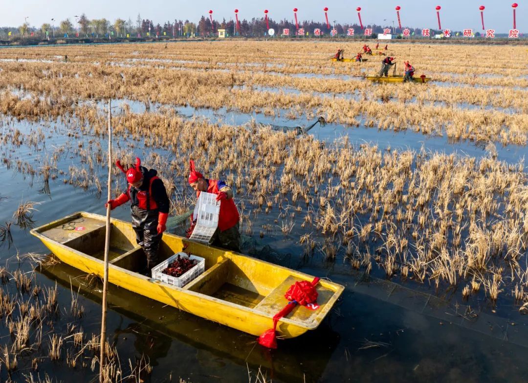 小龙虾为啥便宜了? 小龙虾为啥便宜了?