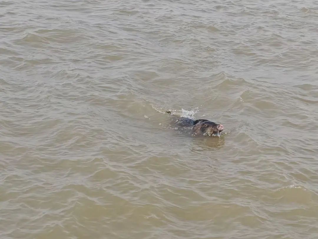 江苏一头野猪横渡长江！约花费1小时时间完成“壮举”