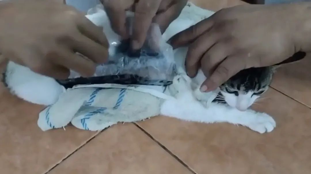 哥斯达黎加一只猫走私毒品,潜入监狱被抓 哥斯达黎加一只猫走私毒品,潜入监狱被抓