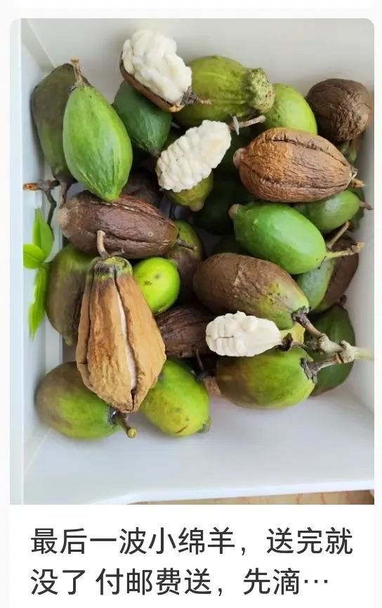 “南方特产”突然爆火,全国网友求邮寄……南宁网友:我有! “南方特产”突然爆火,全国网友求邮寄……南宁网友:我有!