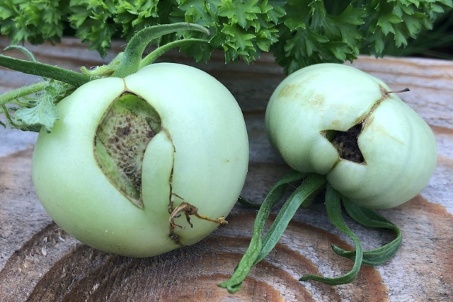 盒马卖的“丑蔬菜”,会比普通蔬菜好吃吗? 盒马卖的“丑蔬菜”,会比普通蔬菜好吃吗?