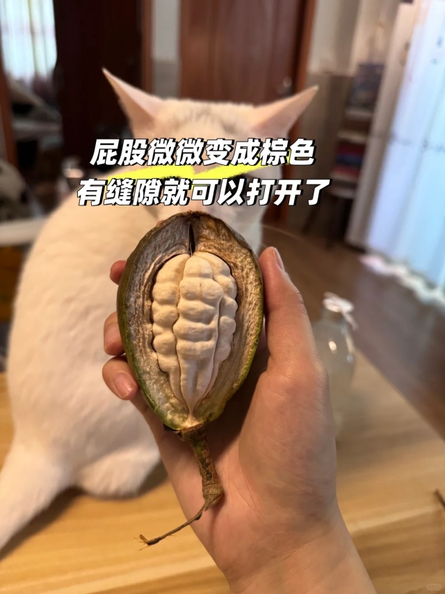 “广东特产”突然爆火,全国网友求邮寄 “广东特产”突然爆火,全国网友求邮寄