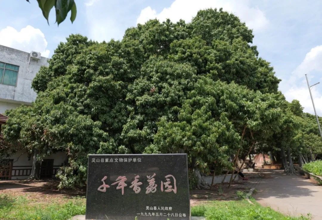 花了1.3万元！山东小伙拍下广西一棵荔枝树的采摘权