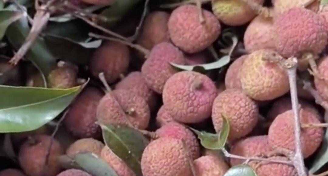 女子狂炫10斤荔枝!次日狂流鼻血进急诊,确诊“荔枝病” 女子狂炫10斤荔枝!次日狂流鼻血进急诊,确诊“荔枝病”