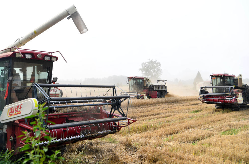 三夏麦收:弱筋小麦如何变得“强”起来 三夏麦收:弱筋小麦如何变得“强”起来