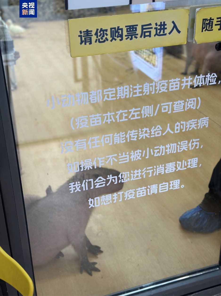 卡皮巴拉、羊驼入驻商场，背后暗藏哪些隐患？