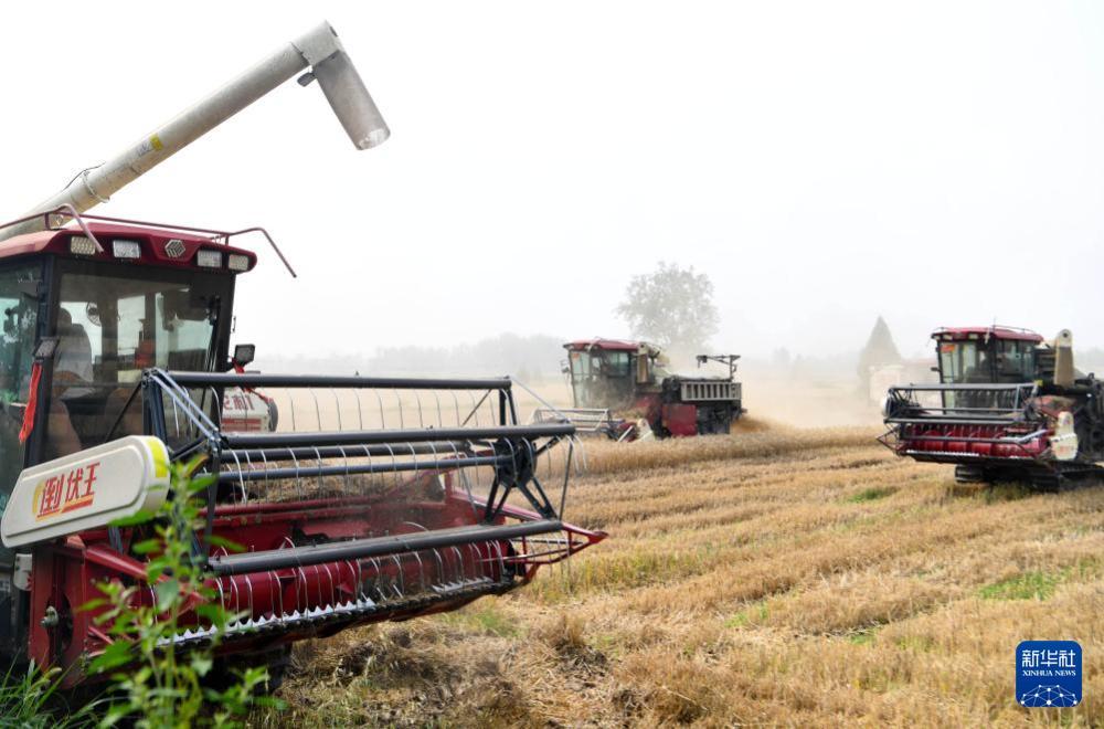 “中原粮仓”麦收过半 “中原粮仓”麦收过半