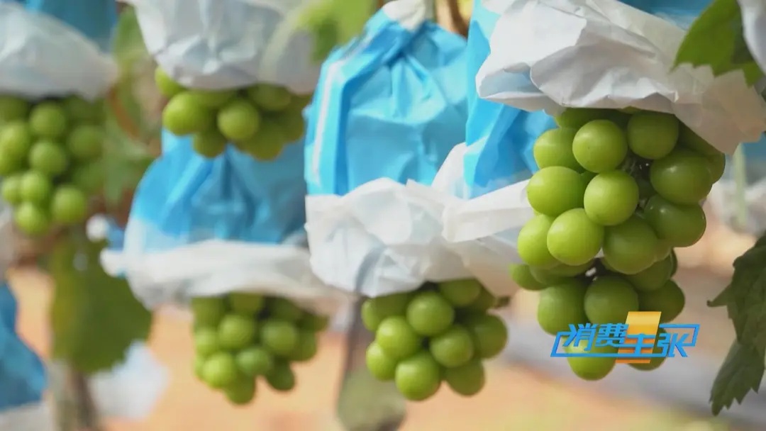 价格“腰斩”!国产榴莲,即将上市 价格“腰斩”!国产榴莲,即将上市