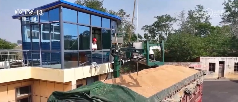 刚收下来的小麦可以立刻加工吗?科普“三夏”新知 刚收下来的小麦可以立刻加工吗?科普“三夏”新知