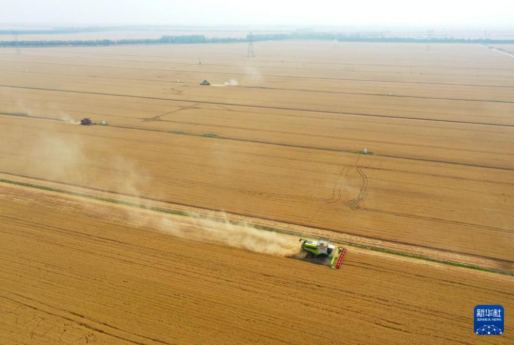 “中原粮仓”麦收过半 “中原粮仓”麦收过半